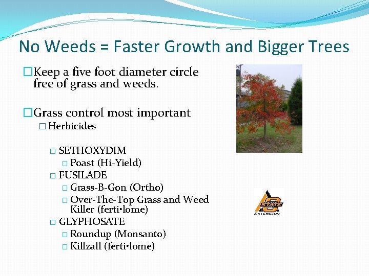 No Weeds = Faster Growth and Bigger Trees �Keep a five foot diameter circle