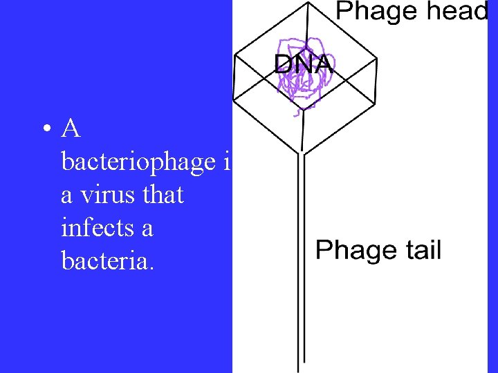  • A bacteriophage is a virus that infects a bacteria. 