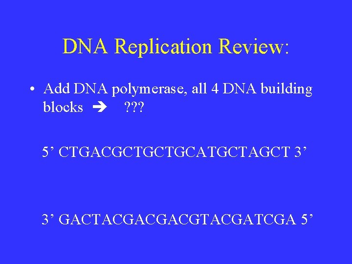 DNA Replication Review: • Add DNA polymerase, all 4 DNA building blocks ? ?