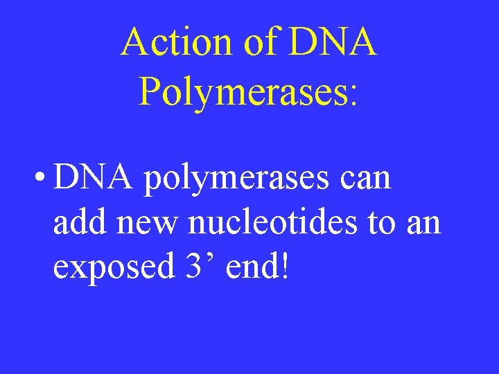 Action of DNA Polymerases: • DNA polymerases can add new nucleotides to an exposed