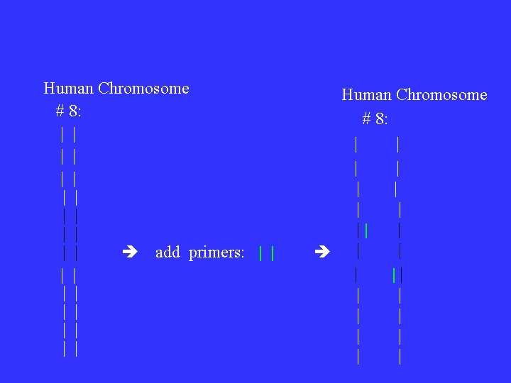 Human Chromosome # 8: | | | | add primers: | | | Human