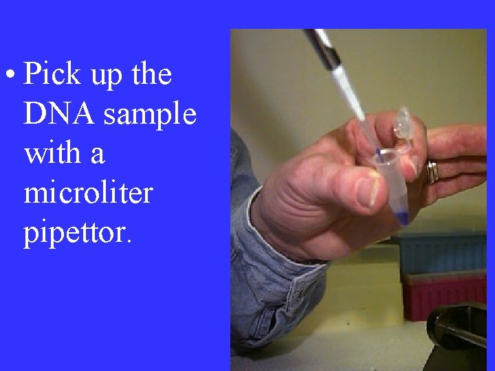  • Pick up the DNA sample with a microliter pipettor. 