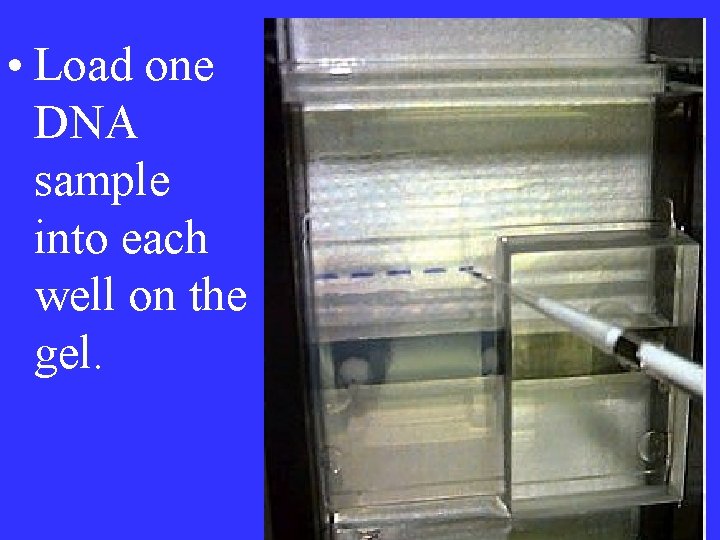  • Load one DNA sample into each well on the gel. 