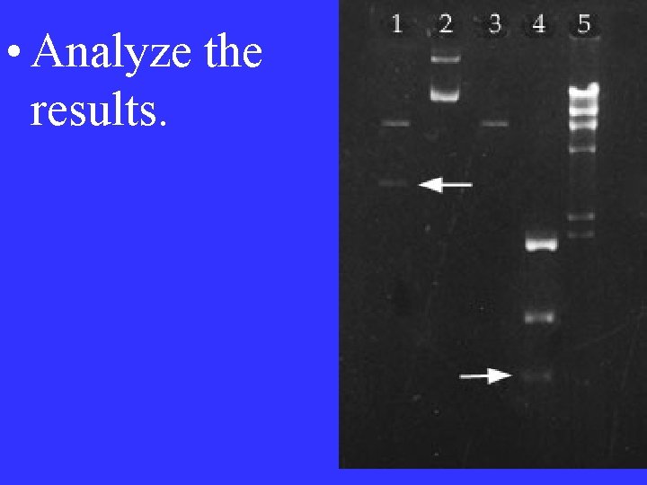  • Analyze the results. 
