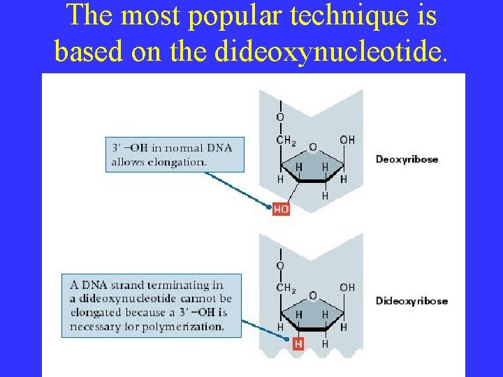 The most popular technique is based on the dideoxynucleotide. 