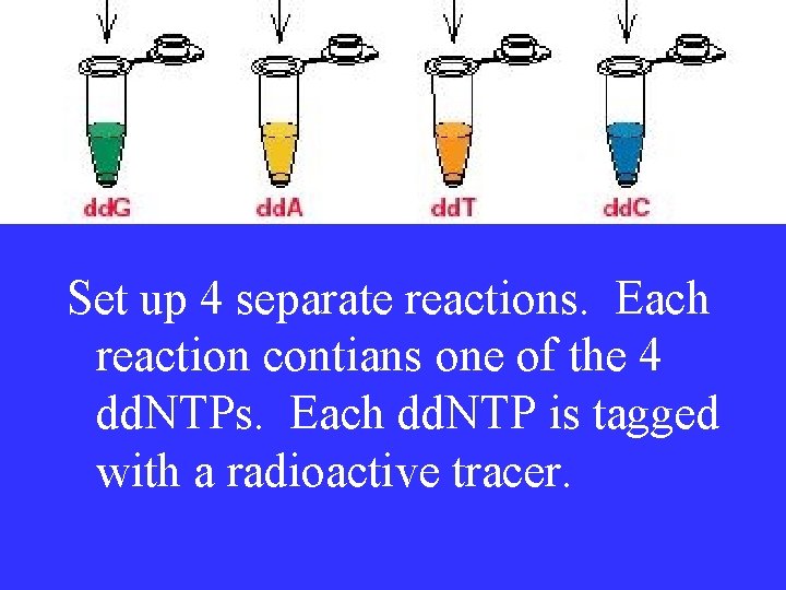 Set up 4 separate reactions. Each reaction contians one of the 4 dd. NTPs.