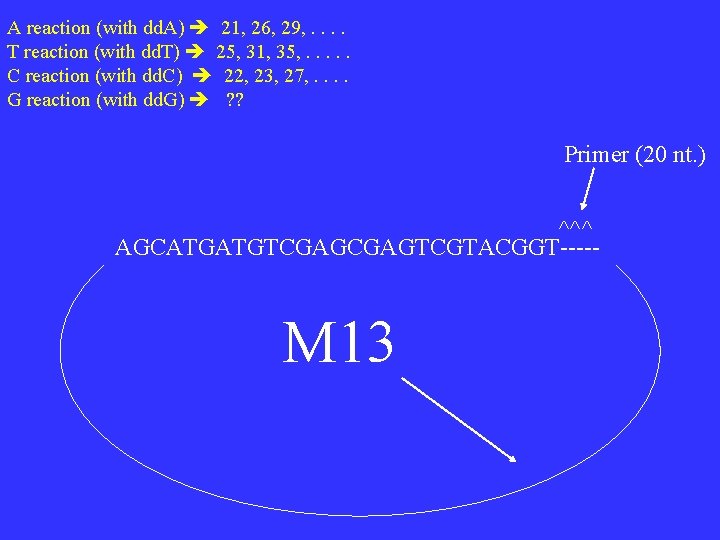 A reaction (with dd. A) 21, 26, 29, . . T reaction (with dd.