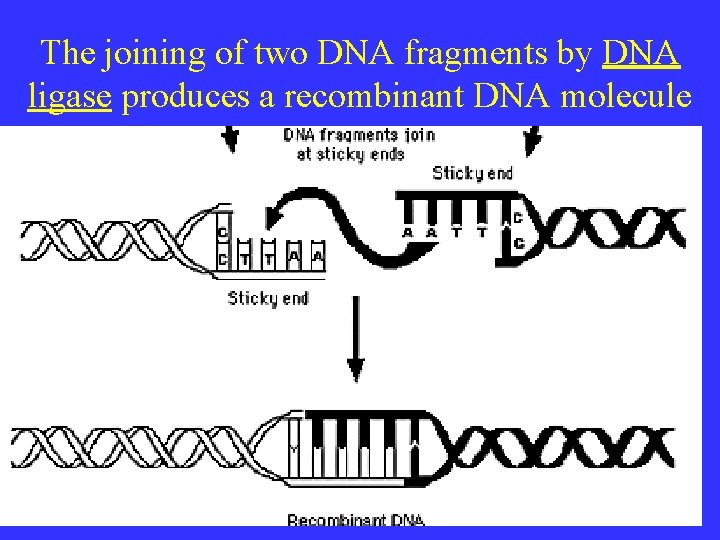 The joining of two DNA fragments by DNA ligase produces a recombinant DNA molecule