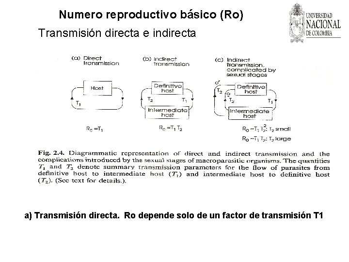 Numero reproductivo básico (Ro) Transmisión directa e indirecta a) Transmisión directa. Ro depende solo