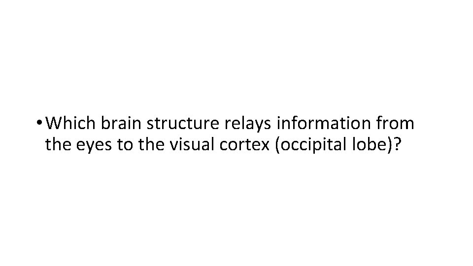  • Which brain structure relays information from the eyes to the visual cortex