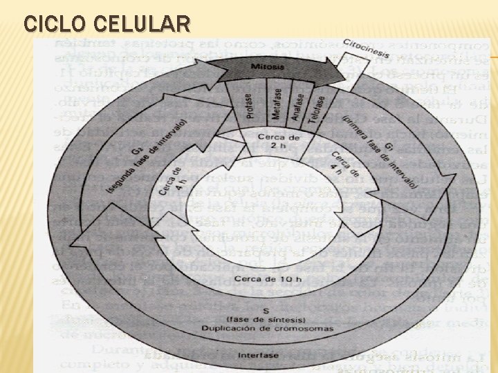 CICLO CELULAR 