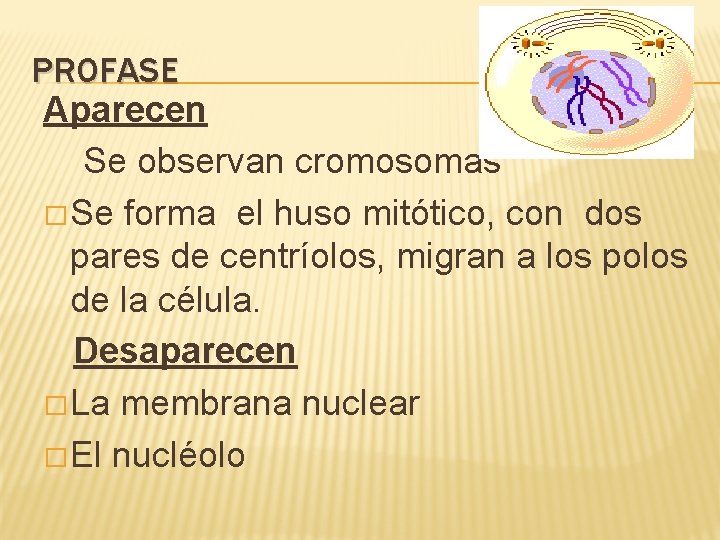 PROFASE Aparecen Se observan cromosomas � Se forma el huso mitótico, con dos pares