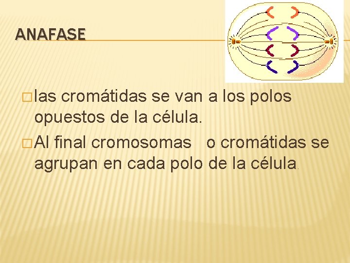 ANAFASE � las cromátidas se van a los polos opuestos de la célula. �