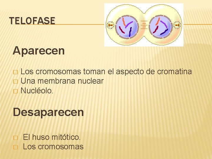 TELOFASE Aparecen Los cromosomas toman el aspecto de cromatina � Una membrana nuclear �
