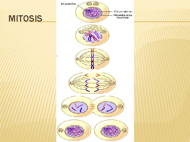 MITOSIS 
