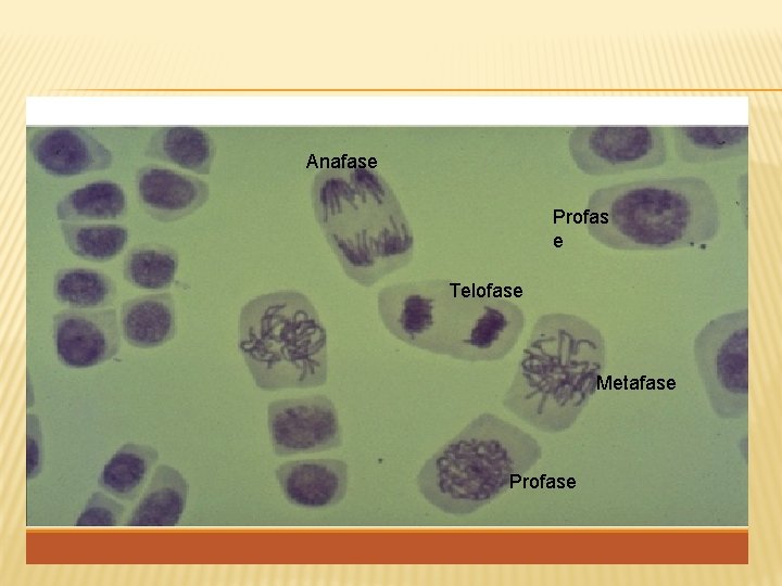 Anafase Profas e Telofase Metafase Profase 