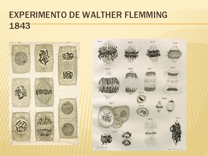 EXPERIMENTO DE WALTHER FLEMMING 1843 