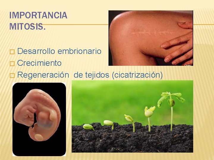 IMPORTANCIA MITOSIS. Desarrollo embrionario � Crecimiento � Regeneración de tejidos (cicatrización) � 