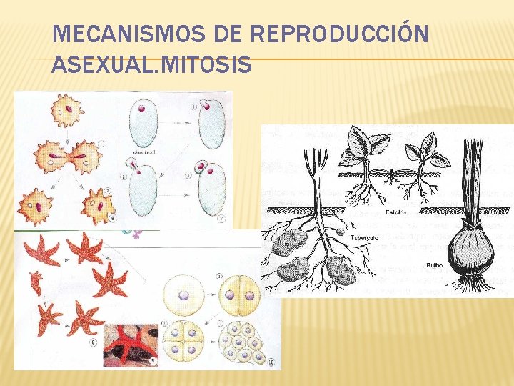 MECANISMOS DE REPRODUCCIÓN ASEXUAL. MITOSIS 