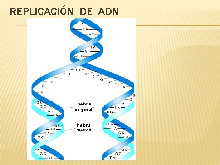 REPLICACIÓN DE ADN 
