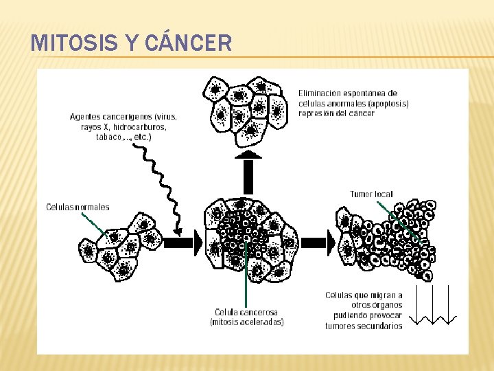 MITOSIS Y CÁNCER 