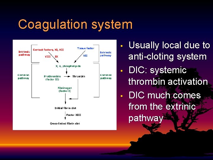 Coagulation system • • • Usually local due to anti-cloting system DIC: systemic thrombin