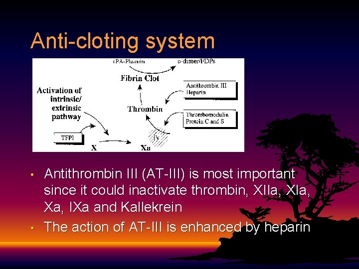 Anti-cloting system • • Antithrombin III (AT-III) is most important since it could inactivate
