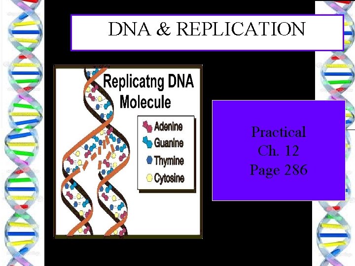 dna replication practical ch 12 page 286 1