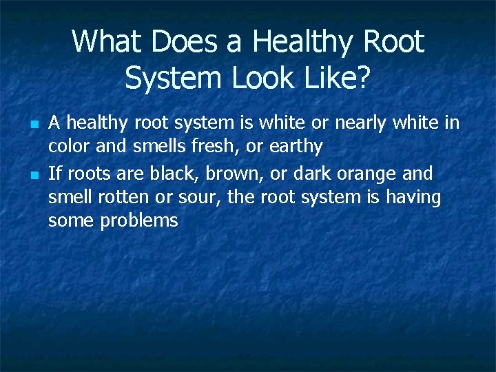 What Does a Healthy Root System Look Like? n n A healthy root system
