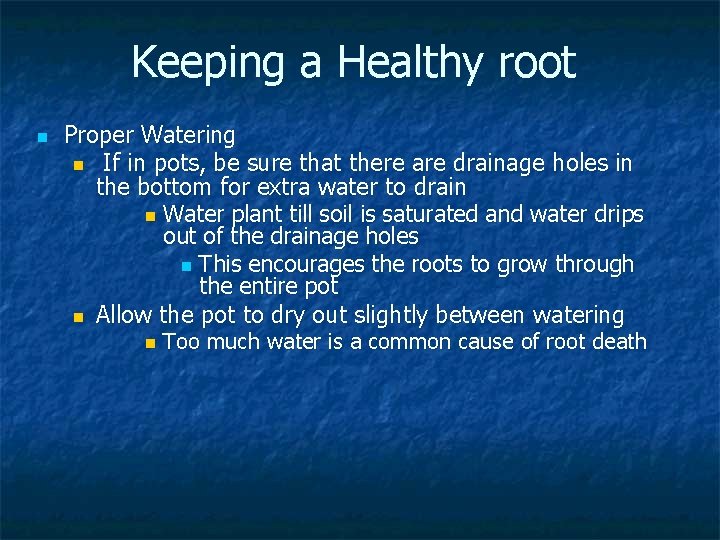 Keeping a Healthy root n Proper Watering n If in pots, be sure that