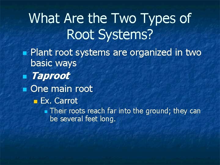 What Are the Two Types of Root Systems? n Plant root systems are organized