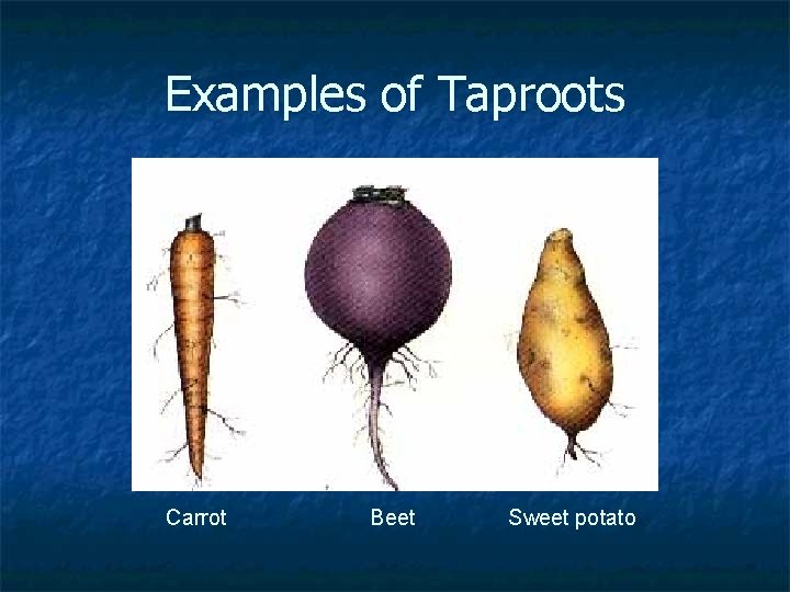 Examples of Taproots Carrot Beet Sweet potato 