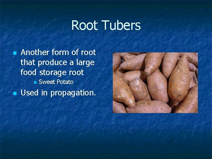 Root Tubers n Another form of root that produce a large food storage root