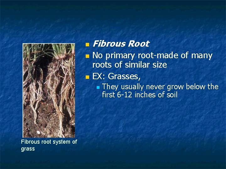 n Fibrous Root No primary root-made of many roots of similar size n EX:
