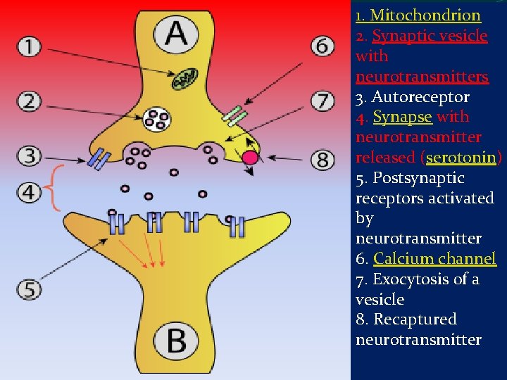 1. Mitochondrion 2. Synaptic vesicle with neurotransmitters 3. Autoreceptor 4. Synapse with neurotransmitter released