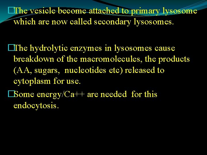 �The vesicle become attached to primary lysosome which are now called secondary lysosomes. �The