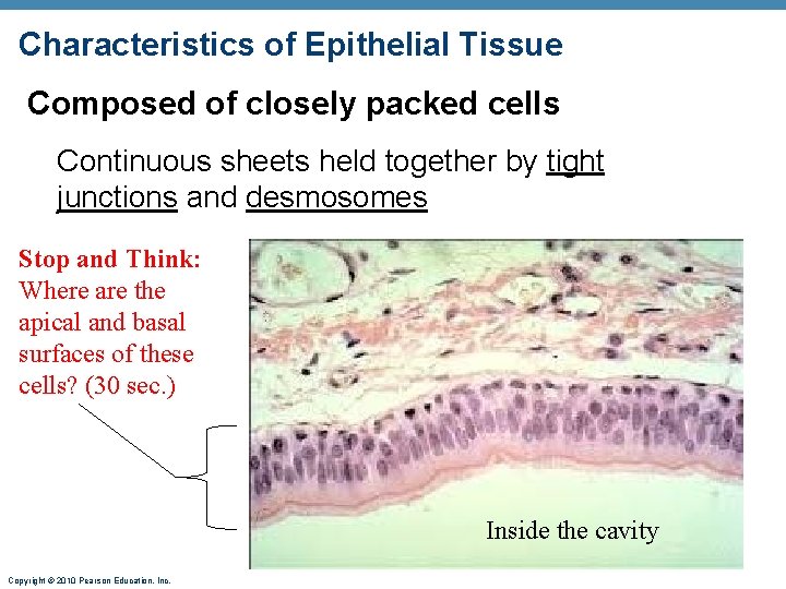 Characteristics of Epithelial Tissue Composed of closely packed cells Continuous sheets held together by