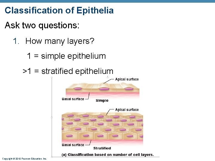 Classification of Epithelia Ask two questions: 1. How many layers? 1 = simple epithelium