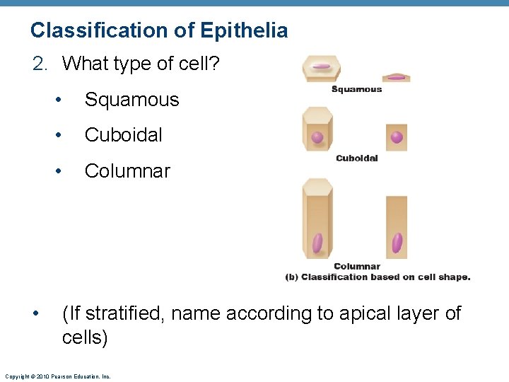 Classification of Epithelia 2. What type of cell? • • Squamous • Cuboidal •