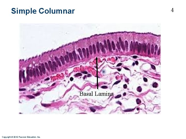 4 Simple Columnar Basal Lamina Copyright © 2010 Pearson Education, Inc. 