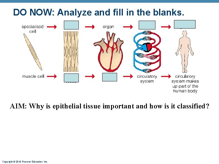 DO NOW: Analyze and fill in the blanks. AIM: Why is epithelial tissue important