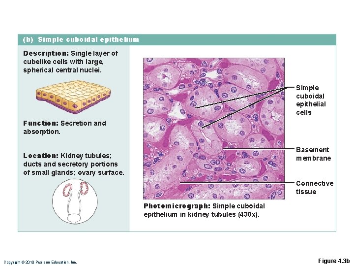 (b) Simple cuboidal epithelium Description: Single layer of cubelike cells with large, spherical central