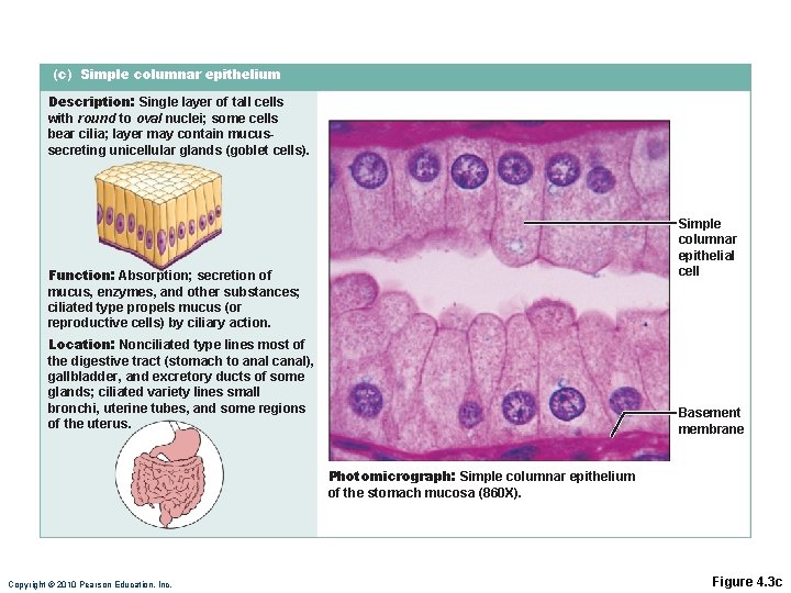 (c) Simple columnar epithelium Description: Single layer of tall cells with round to oval