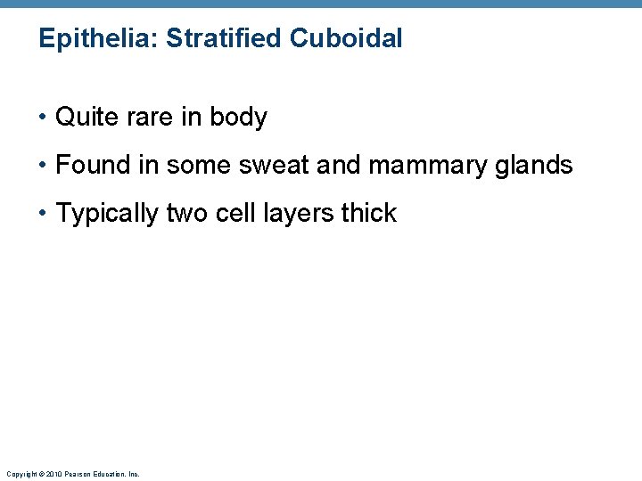 Epithelia: Stratified Cuboidal • Quite rare in body • Found in some sweat and
