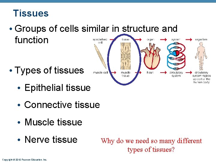 Tissues • Groups of cells similar in structure and function • Types of tissues