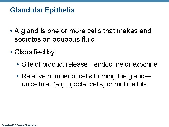 Glandular Epithelia • A gland is one or more cells that makes and secretes