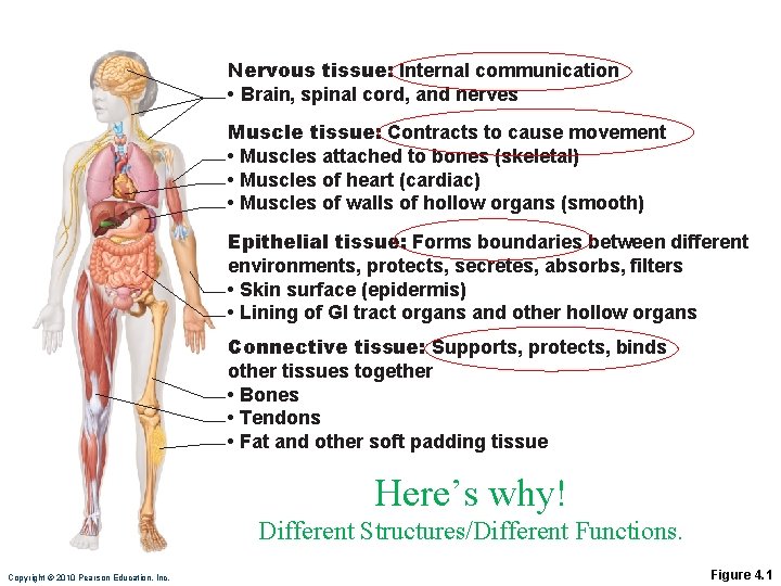 Nervous tissue: Internal communication • Brain, spinal cord, and nerves Muscle tissue: Contracts to