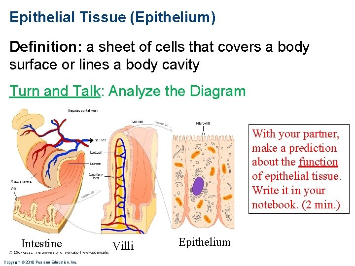 Epithelial Tissue (Epithelium) Definition: a sheet of cells that covers a body surface or