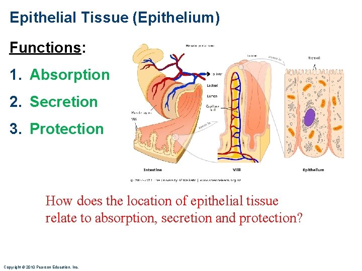 Epithelial Tissue (Epithelium) Functions: 1. Absorption 2. Secretion 3. Protection How does the location