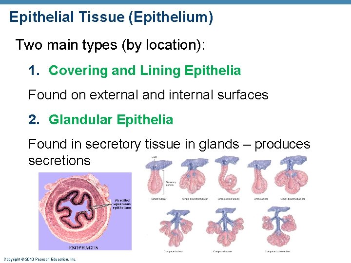 Epithelial Tissue (Epithelium) Two main types (by location): 1. Covering and Lining Epithelia Found